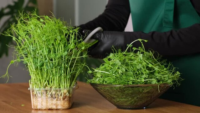 Growing microgreens in indoor. Female hands cutting green peas micro greens with scissors against greenery. Home gardening. Concept of healthy eating, vegan food, organic nutrition, diet, vitamins