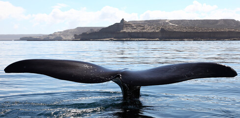 Ballena Franca Austral, oceano Atlantico, patagonia Argentina.