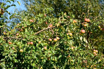 Fully laden ripe red apples on an orchard tree on the edge of town, Donyatt, Somerset, UK, Europe.