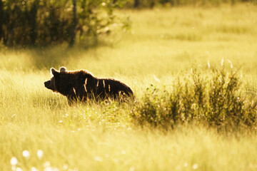 Bärin in finnischen Sonnenuntergang.