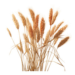 bunch of autumn dry field grass isolated on transparent background