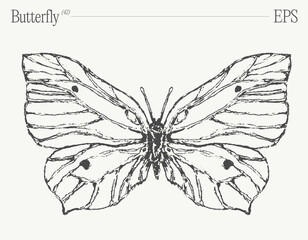 Hand drawn monochrome butterfly illustration on blank backdrop. Vector sketch.