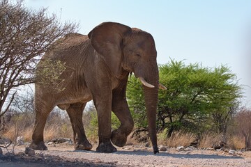 African elephant adult male. Etosha National Park, Namibia, Africa