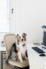 Blue Merle Australian Shepherd sits on office chair, using computer in home office setup. Adorable dog mimics human behavior, perfect for illustrating pet-friendly workspaces and companionship