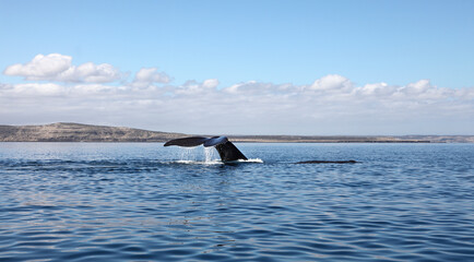 whale Franca Austral