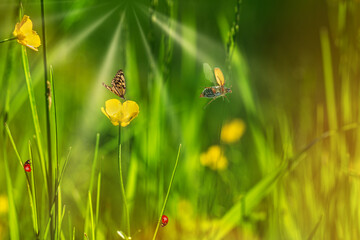 Natural green background with flying butterflies and crawling ladybugs in sunlight with beautiful bokeh. Lush grass .Copy space.