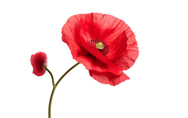 Radiant Red Poppy Blossom Isolated on Transparent Background PNG.