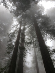 Fog envelops lush trees. Lady Bird Grove in Redwood National Park, California