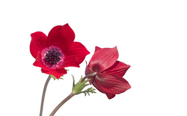 Red poppy anemone (Anemone coronaria) blooms in red in February on calcareous soils in maquis at altitudes up to 800 m in the Eastern Mediterranean basin.