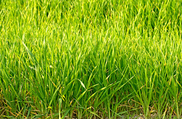 Winter wheat plants in the tillering stage in a field at the beginning of February