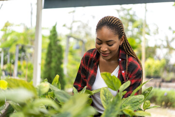 Portrait african american small business gardener woman looking at young plant gardening with...
