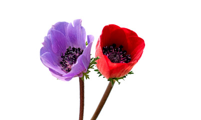A red and a purple anenome flower in spring