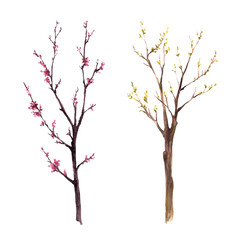 Watercolor hand drawn early spring blossoms of trees, sakura, cherry, apricot flowers. First buds, leaves, awakening of plants after winter Botanical clipart Isolated illustration on white background 