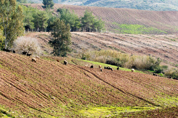 Mixed herd of goats and sheep grazing on the edge of a field prepared for sunflower planting