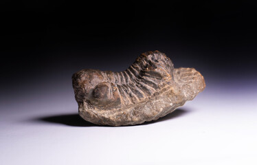 Trilobite from Cambric age