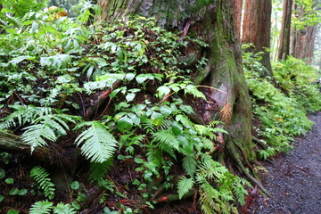 Fototapeta premium 戸隠神社、奥社の狛犬、長野、パワースポット