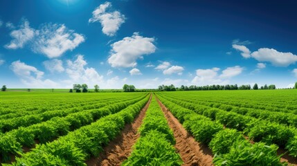 Fototapeta na wymiar agriculture carrot farm