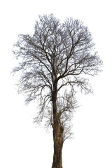 Dead tree or dried tree isolate on white background.Save white clipping path.