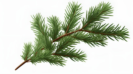 branch of a pine,fir tree branch