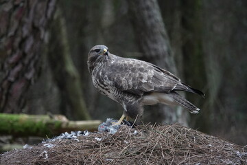 buzzard