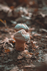 close-up mushrooms