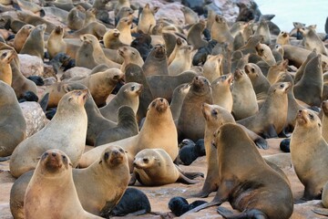 Cape Cross Seal reserve. Skeleton, Coast, Namibia, Africa. The biggest world seal colony.