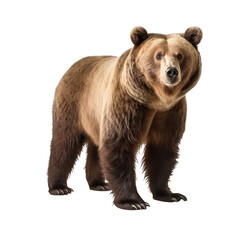 Fototapeta premium big bear isolated on white.