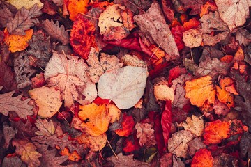 autumn leaves on the ground