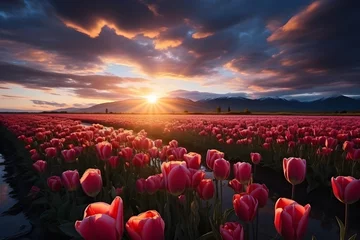 Fotobehang Tulip field in sunrise © Impact AI