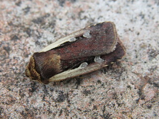 Flame-shoulder Moth (Ochropleura plecta)