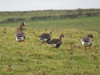 A flock of Greater White-fronted Geese (Anser albifrons), in the United Kingdom