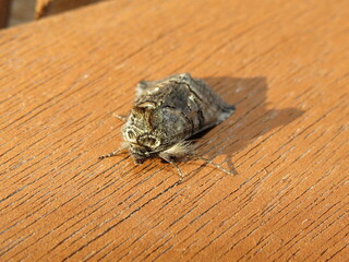 The Spectacle moth (Abrostola tripartita)