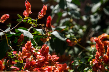red and yellow flowers