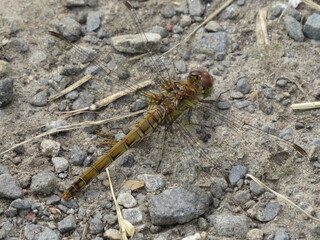 Common Darter dragonfly (Sympetrum striolatum)