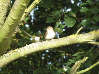 Red-breasted Flycatcher (Ficedula parva), a rare vagrant bird to the British Isles