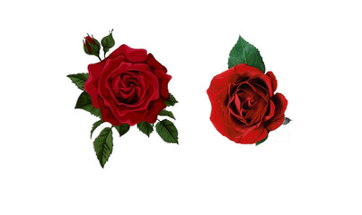 red rose isolated on white, set of red roses, red roses design for valerians day,