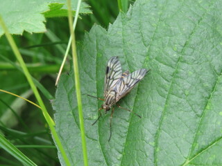 A Downlooker Snipefly (Rhagio scolopaceus)