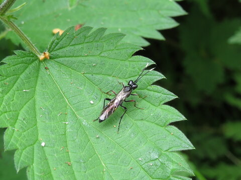 A sawfly (Tenthredo) perched on a leaf