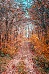 Obraz premium path in autumn forest