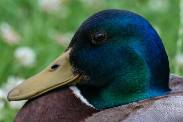 Detailed Mallard Duck Portrait