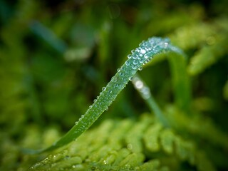 dew drops on a grass