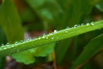 grass with dew drops