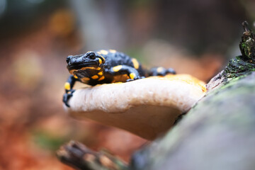 Spotted adult fire salamander on tree mushroom in autumn forest. Wildlife animal photography