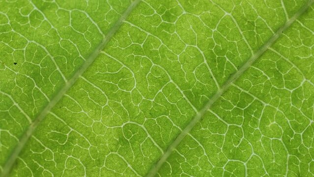 Cell Structure View of Leaf Surface Showing Plant Cells For Education. Green Leaves of Plant or Tree With Texture and Pattern Close Up. Closeup Green Leaf Texture Organic Plant and Leaf's Vein Nature.