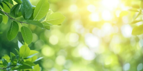 Beautiful nature view of green leaf on blurred greenery background in garden and sunlight with copy space - obrazy, fototapety, plakaty