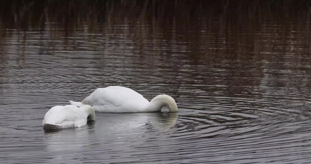Mute swan (Cygnus olor) on a lake, 4K Video.