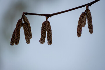 flower of Common hazel (Corylus avellana) in early spring