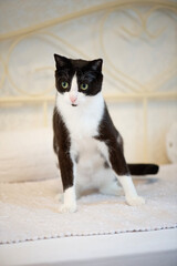 Portr&auml;t eines schwarz-wei&szlig;en Katers