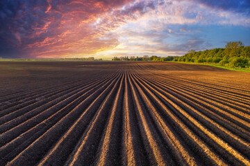 Agricultural field with even rows in the spring. Growing potatoes. Purple sunset clouds in the...
