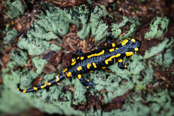 Obraz na płótnie Canvas A mature spotted fire salamander on an aged tree stump covered in green moss